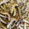 Kæmpe melorme 100 gram (Zophobas morio)