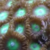 Knapkoral Zoanthus sp. Flotte fra Vietnam