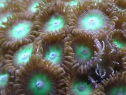 Knapkoral Zoanthus sp. Flotte fra Vietnam