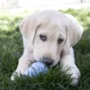 KONG Puppy Small - hvalpelegetøj til tyggeleg
