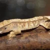 Kronegekko unger Crested gecko (Correlophus ciliatus) unger mix