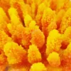 Kunstig koral Acropora millepora (Yellow/Pink)