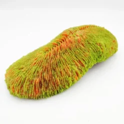 Kunstig koral Polyphyllia talpina (Green) 24x11x6 cm