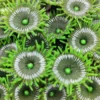 Kunstig koral Protopalythoa M (Green)