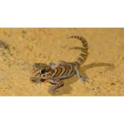 Madagaskar Markgecko Subadult - Paroedura picta
