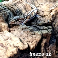 Madagaskar Markgecko Subadult - Paroedura picta