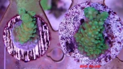 Maxspect Nano Tech Bio Plug 1000 stykker