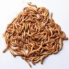 Melorme 100 gram (Tenebrio molitor)