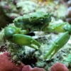Mitrax Krabbe (Mithraculus sculptus)