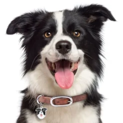 My Family Hundetegn Friends Border Collie