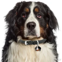 My Family Hundetegn Friends Berner Sennenhund