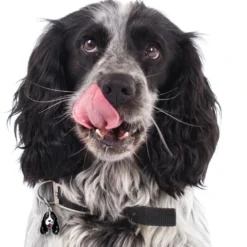 My Family Hundetegn Friends Cockerspaniel Sorthvid
