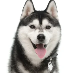 My Family Hundetegn Friends Siberian Husky Sort