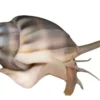 Nassarius Reticularis Snegl 2-3 cm