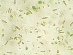 Nyos Phytomaxx Live Phytoplankton koncentrat 250 ml