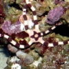 Ophiolepis Superba slangesøstjerne