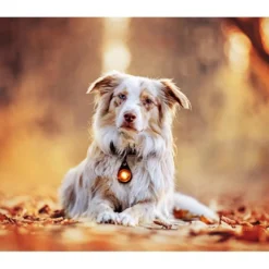 Orbiloc Hundelygte Rav