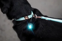 Orbiloc hundelygte Turquoise