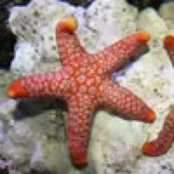 Pink Søstjerne (Fromia monilis)