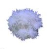 Radianthus Crispa Anemone