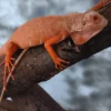 Rød Albino leguan (Iguana iguana)