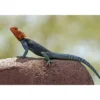 Rødhovedet klippeagame (Agama agama)