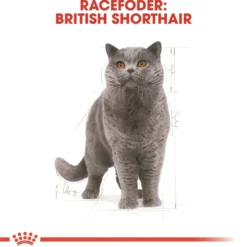 Royal Canin British shorthair 10 kg
