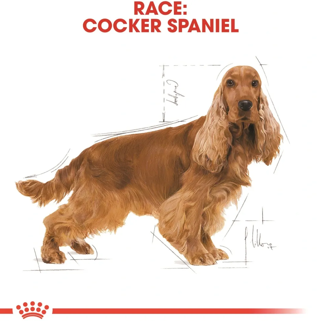 Royal Canin Cocker Spaniel Adult 3 kg - tørfoder til voksne hunde