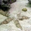 Sand søstjerne (Archaster typicus) 4-6 cm