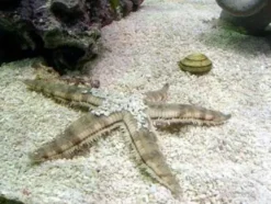 Sand søstjerne (Archaster typicus) 4-6 cm