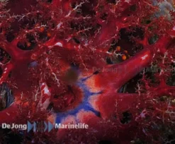 Søæble (Pseuducolochirus violaceus)