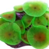 Selvlysende skive anemone
