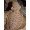 Skægagame ungdyr (Pogona Vitticeps)