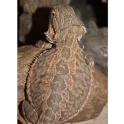 Skægagame ungdyr (Pogona Vitticeps)