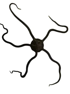 Slangesøstjerne Ophioderma rubicundum