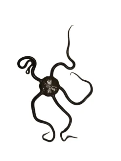 Slangesøstjerne Ophioderma rubicundum