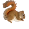 Tamiasciurus hudsonicus Egern