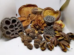 Terrarium Sæt af Dekoration Bakuli, Casuarina, Badam, Arjuna, Lotus, Mahagon, Jacaranda 180 gram