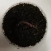 Tigerorm 15 stk (Dendrobena veneta)