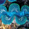 Tridacna Maxima Blue Musling 9-10 cm