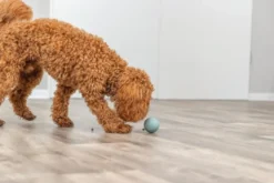 Trixie snack bold ø 6 cm - aktiveringslegetøj til hunde