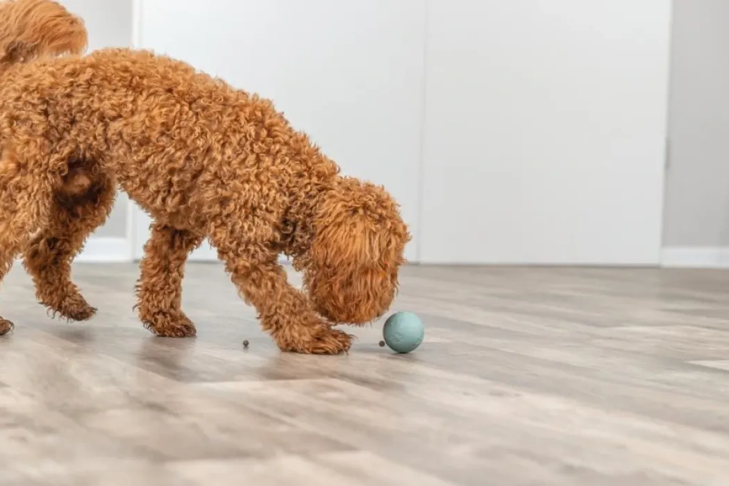 Trixie snack bold ø 6 cm - aktiveringslegetøj til hunde