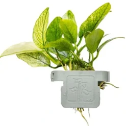 Tropica Akvarieplante Clips Anubias barteri var. nana 'Pinto'