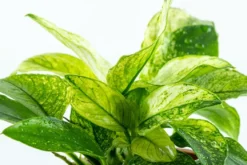 Tropica Akvarieplante Clips Anubias barteri var. nana 'Pinto'