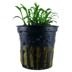 Tropica Akvarieplante i potte Cryptocoryne parva