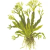 Tropica Akvarieplante i potte Microsorum pteropus Windeløv