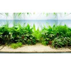 Tropica Akvarieplante i potte Anubias barteri caladiifolia