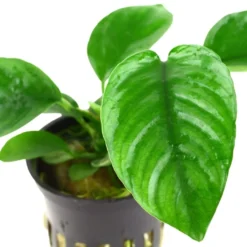 Tropica Akvarieplante i potte Anubias barteri caladiifolia