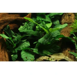 Tropica Akvarieplante i potte Anubias barteri coffeefolia