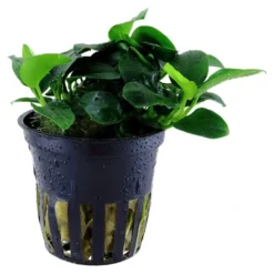 Tropica Akvarieplante i potte Anubias sp. Petite